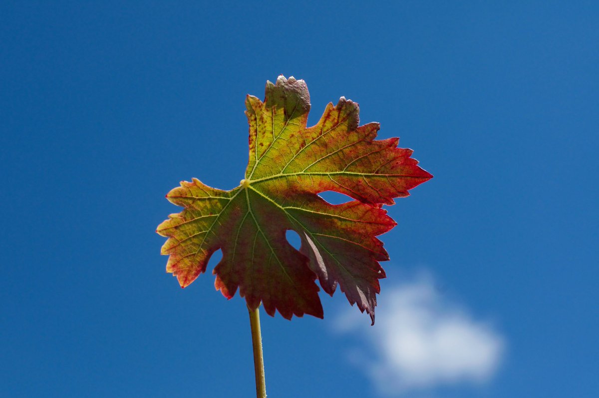 Postales dr otoño🍂 
#loschacayes #valledeuco #winemaking