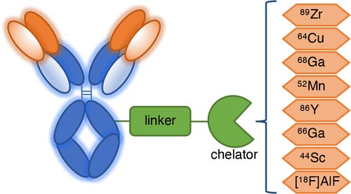 BioconjChem's tweet photo. Our latest ASAP article, where the current landscape of #radiolabeling #antibodies is thoroughly analyzed. Come and understand why it has become such a staple part of the process in characterizing antibody response #radiolabel #antibodies @amsterdamumc https://t.co/GujVGgzqMd https://t.co/gg27YMygMM