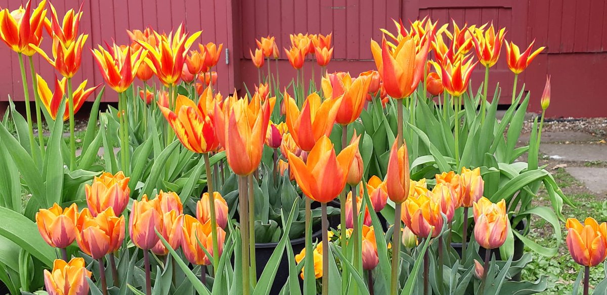 De Tuinen gaan weer open!: woensdag 19 mei 2021

Iedereen is weer van harte welkom als u geen coronaklachten heeft en van tevoren reserveert.
tuinenmienruys.nl/nl/reservering…