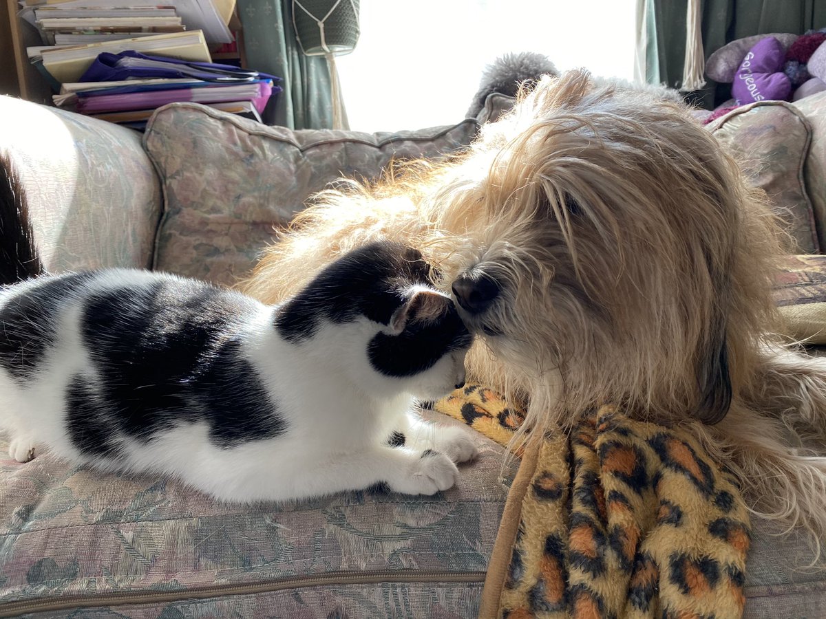 ProfJohanna's tweet photo. Academic support team 🥰 #interspeciesfriendship #workingfromhome #WritingWithDogs #WritingWithCats https://t.co/RtvhN2wpM2