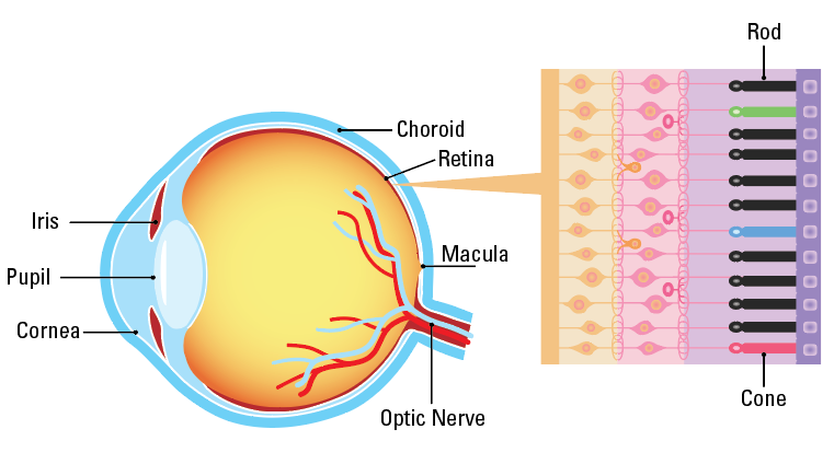 ModernRetina's tweet photo. @PBA_savingsight declared this week to be the second annual Inherited Retinal Disease (IRD) Genetic Testing Week. Learn more here: https://t.co/lrpO72g3f9 #Ophthalmology #retina #IRDWeek #GeneTherapy #PreventBlindness https://t.co/0zgKfccRq0