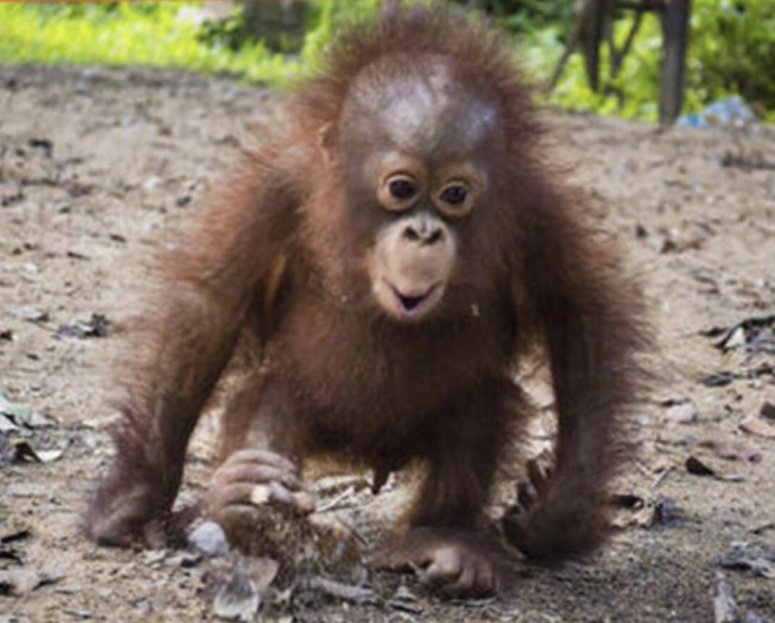 Orangutweets's tweet photo. The pub’s open, the pub’s open... https://t.co/CHTDQXgygp