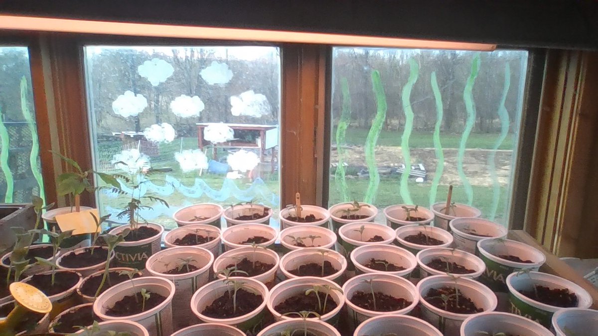 Les élèves de la 2e/3e année ont participé à l'enquête des graines de Tomatosphère! 🍅

Les graines de tomates R avaient passé du temps dans l'espace! 🪐

#sciences #enquête #processusscientifique