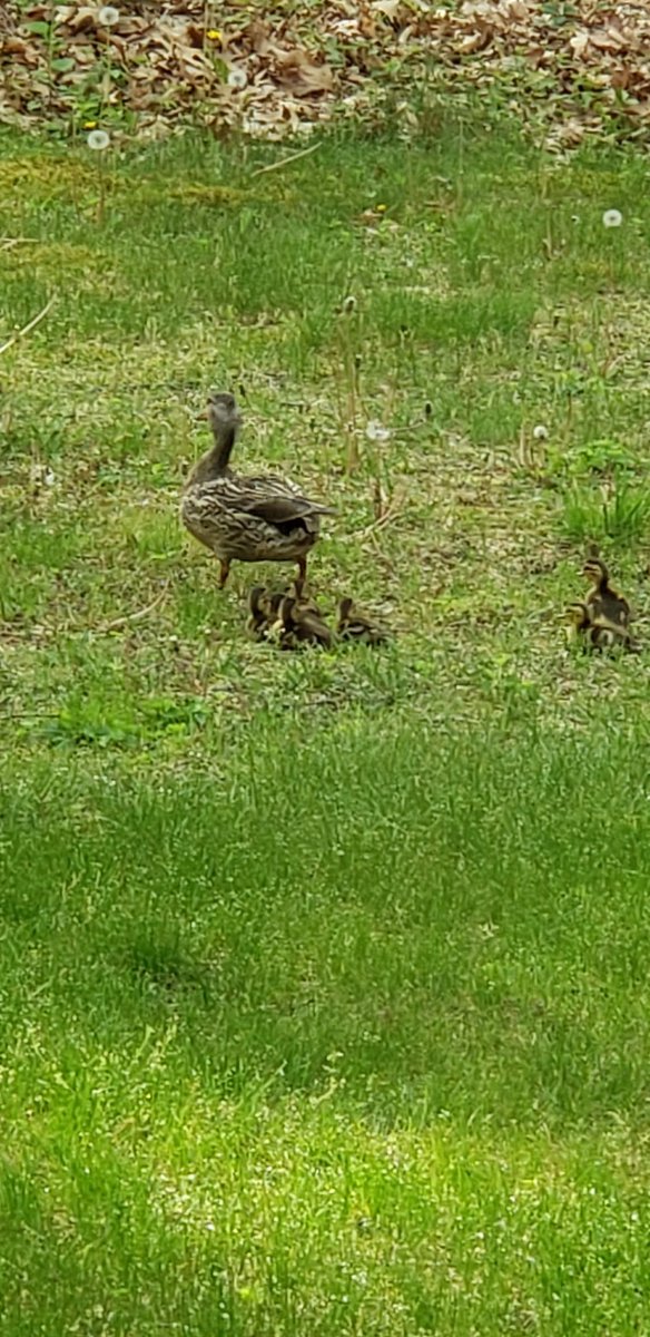 PConnon's tweet photo. I love my backyard https://t.co/3vWLNLXd8B