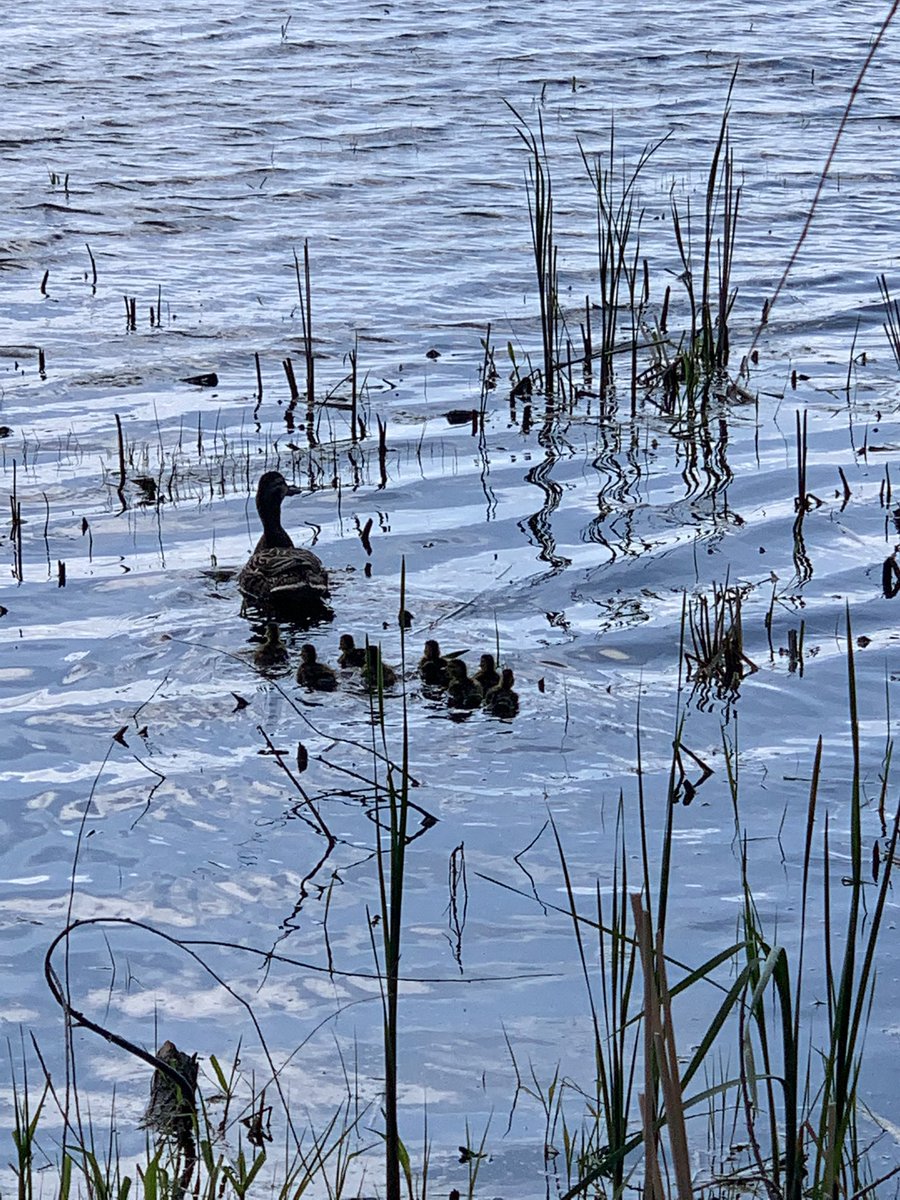 cakuker's tweet photo. @SpiritLakeIA Daisy and babies found their new home! Thanks @rschmidtSLHS https://t.co/hyKegBveaI