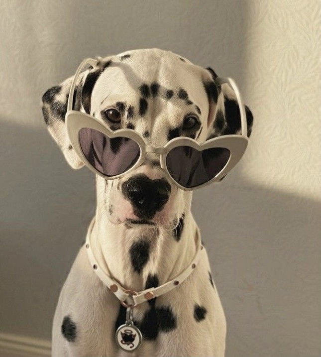 SimonsShoes's tweet image. Puppies, puppies, puppies, shoes, shoes, puppies, shoes, puppies, shoes, shoes, puppies, shoes ...