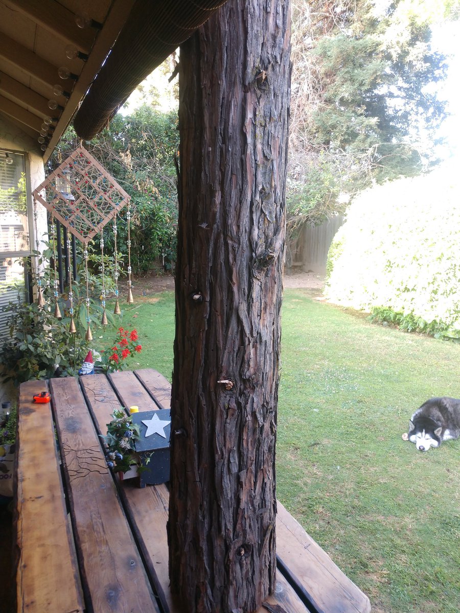 CCreations6's tweet photo. Chainsaw Carving stream soon! Carving two bears and an owl into this log for my home! Haven't carved in a fat min, really excited to do this! If you haven't seen this done then this might be your only chance to! There will be loud noise During this stream. https://t.co/7Ja9SWVk8k
