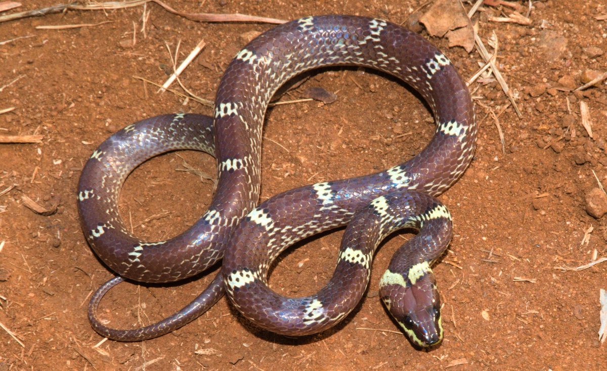 Mr_Mahadev94's tweet photo. Common Wolf Snake 
(Lycodon aulicus)
(Non Venomous/Harmless)

Isn't it a beauty? 

#commonwolfsnake #nonvenomous #indiansnakes #indianreptiles #herpsofindia #naturephotography #wildlifephotography https://t.co/hzsOiWBcrm