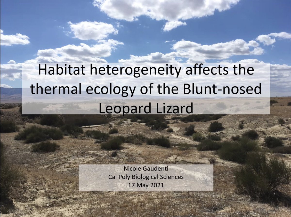 msmollusc's tweet photo. Pumped to watch @ohmygaud92 defend this morning! One perk of virtual defenses is being to tune in from 3,000+ miles away! Excited to hear about her amazing work on Blunt-nosed leopard lizards!!
@CalPolyCSM #WomenInSTEM #HERpetology #BAWIS https://t.co/867c8LGNIX