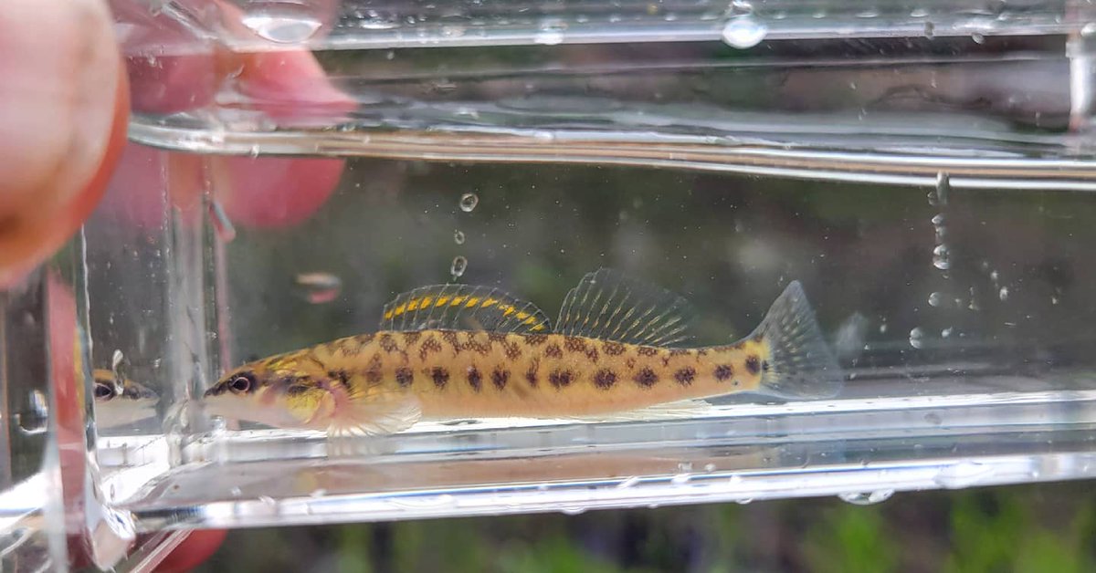 riverrat090's tweet photo. A Slenderhead Darter (Percina phoxocephala) from Hinkson Creek in Columbia, MO
#discovernature #whatgetsyououtdoors #fishesofmissouri #visitcolumbiamo #hinksoncreek https://t.co/DoLXj4WcEk