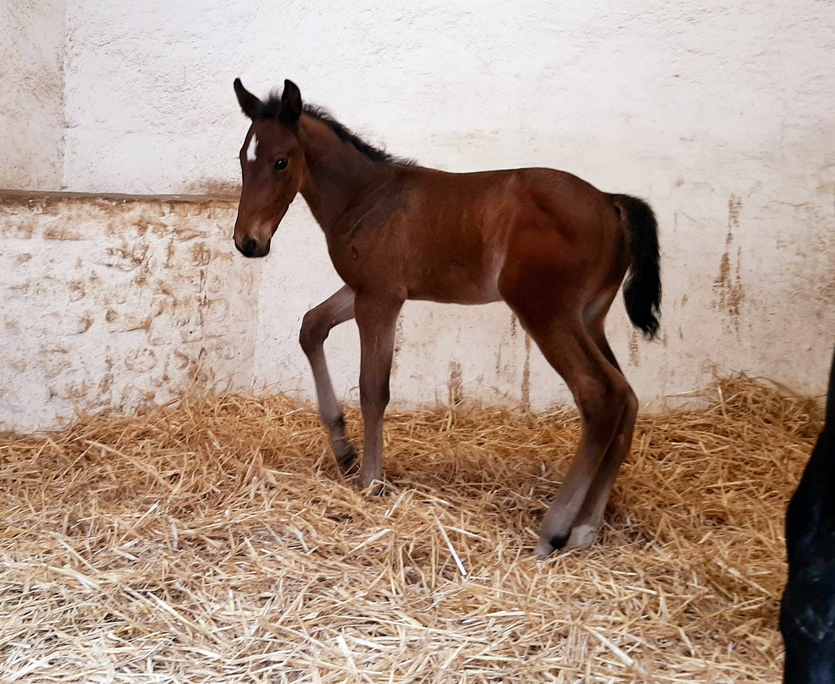 SamSmart53's tweet photo. #Babyboum
Now LOOKING SMART un fils (et oui un mec...) de #CaptainSparrow et Belmaflo Gédé. 
PSSSTTT un secret qui doit rester entre nous 😜 sa 4 ème mère s'appelle CHAMPENOISE #histoiredutrot #HorseRacing #champion #trot #horsebreeders #readycash #hollydulocton #coktailjet https://t.co/lNqbjZVilC