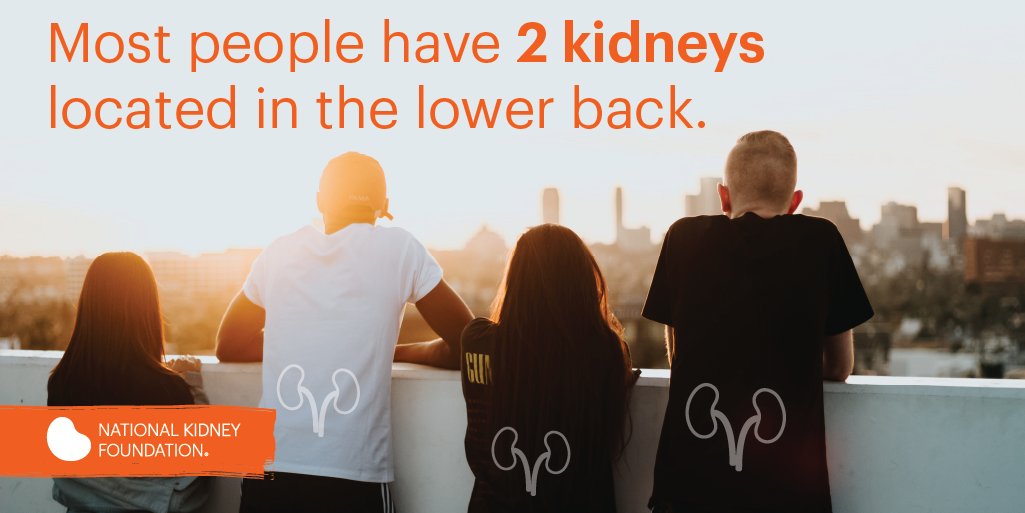 Most people have two kidneys located in their lower back. #HeartYourKidneys