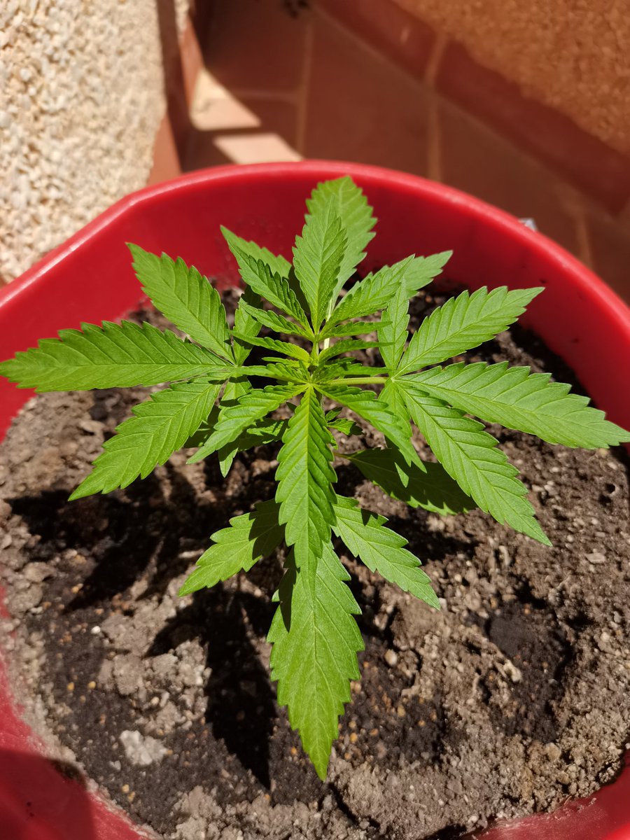 #ChocoCandy de <a href="/GreenbudSeeds/">Greenbud Seeds</a> en balcón, y en el cubo de fregona que tantas ricas plantas hospedó en el pasado... 

Con pocas horas de sol y nutrición básica, pero completa ( <a href="/ProXL_Spain/">Pro-XL Complete & Concentrated</a> #orgánico) sin ningún refuerzo o estimulación para evitar que se le dispare el crecimiento