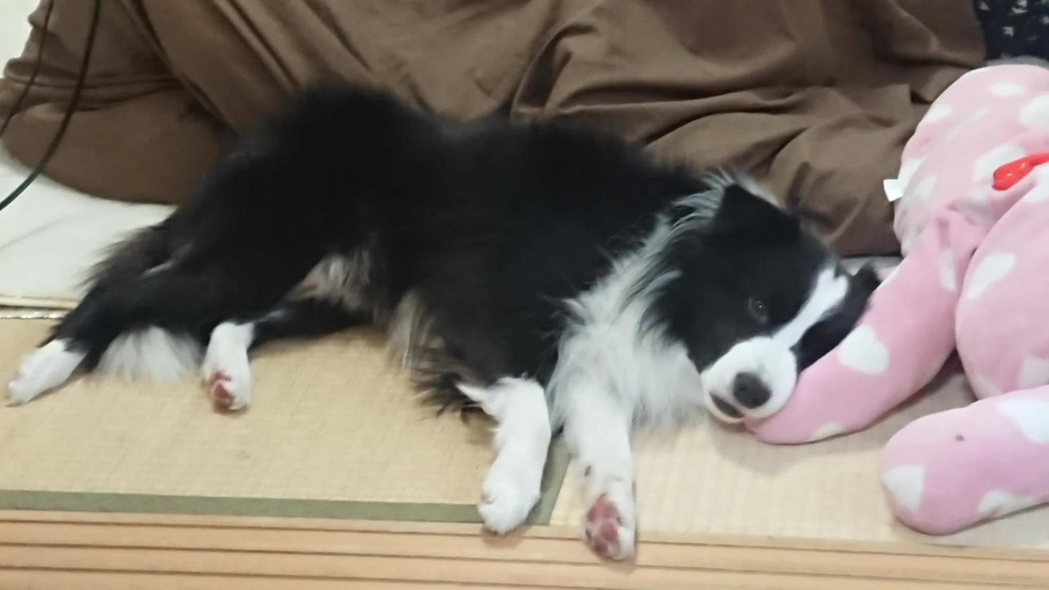 @toyomane 犬を飼ってると公園やドックランで他のワンコも吸う機会が増えるので実質無料、いやお得。 