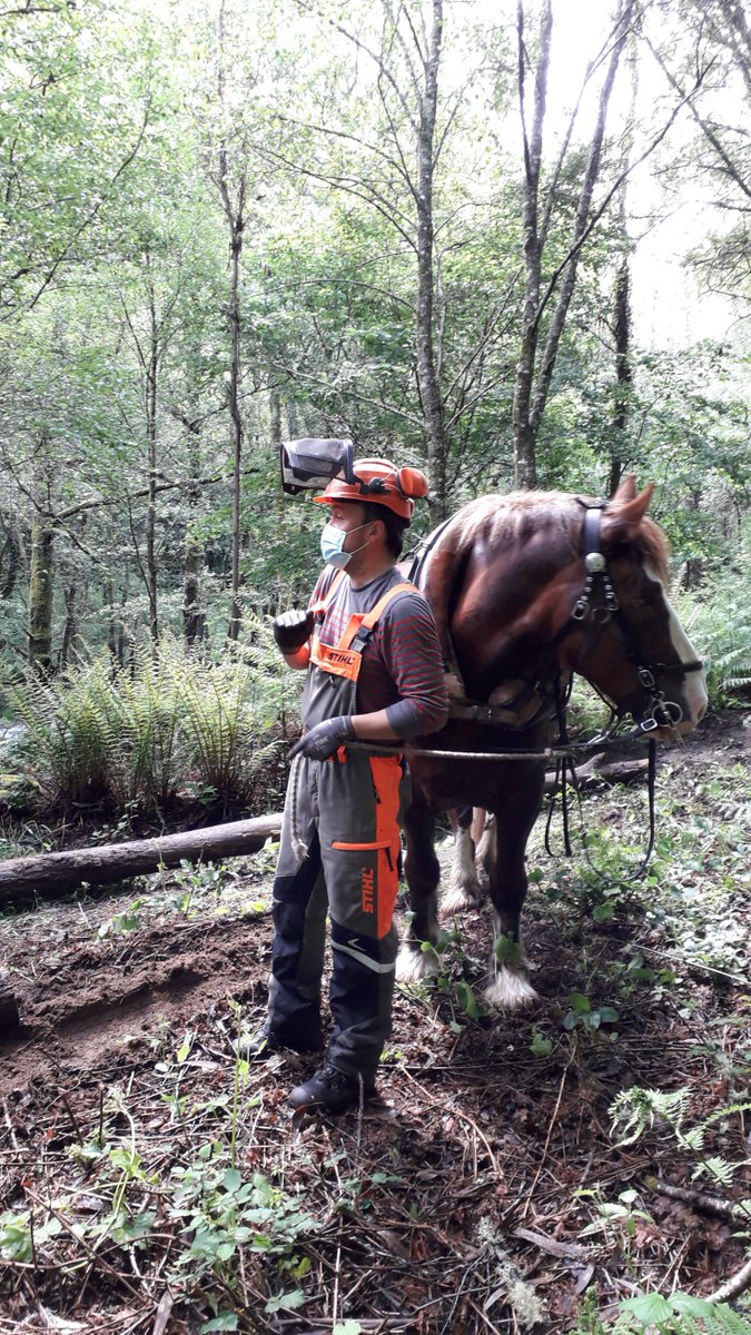 EUrtaza's tweet photo. Estudantes do #MasterDAEN do @CampusTerraUSC de #Lugo @UniversidadeUSC visitaron en #RequeixodeGrou #Lobios no #Xurés a David Outeiro Presidente de #AGATRAN para coñecer as técnicas modernas de tración animal e o seu uso na agricultura e enxeñaría forestal @BioReDesUSC @NosDiario https://t.co/KuuwA9EMAr
