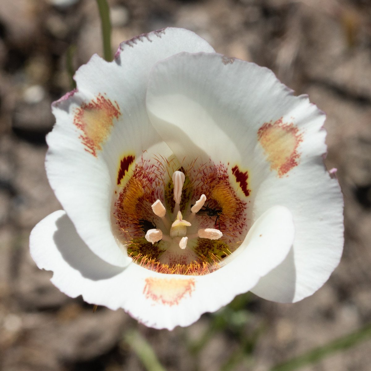 naturewithnora's tweet photo. Calochortus venustus (butterfly Mariposa lily) • highly variable, beautiful, & endemic to California • loosing my mind over the perfectly curled sepals! • #CaliforniaFlora https://t.co/3XYBYOQMNm
