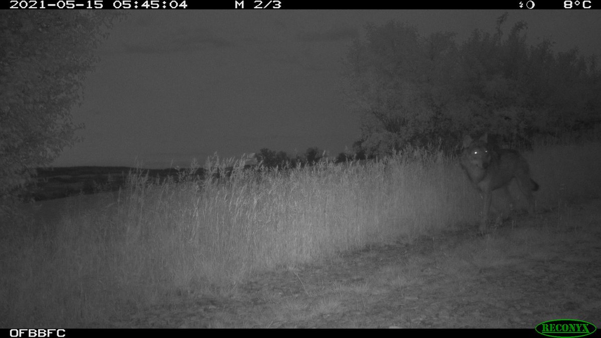 🔵Nouvelles analyses de l’office français de la biodiversité : la présence du #loup dans le Clunisois confirmée, le « plan loup » déclenché.
En savoir ➕▶️ saone-et-loire.gouv.fr/nouvelles-anal…