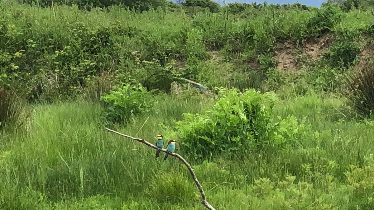 Tre piru piru. #isoladellacona #friuli