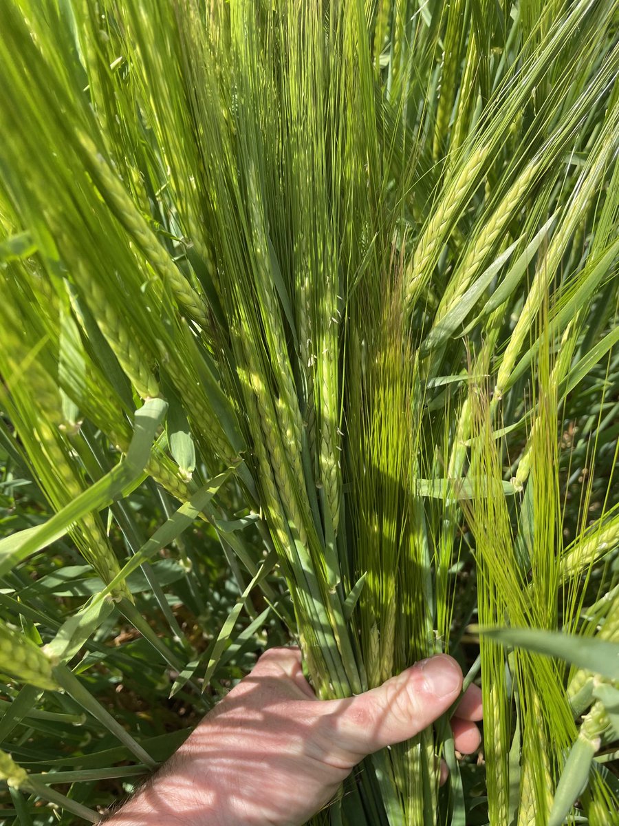 Barley and other small grain inspections underway! A 1922 survey found no effort to plant uniform seed (20 different varieties in one field). Standardization, seed certification, dramatically improved the wheat and small grain industries in Illinois. Thank you field inspectors!