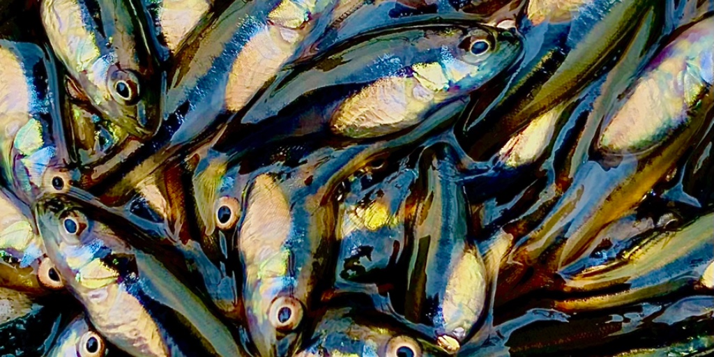 Got fish? 
Pond and lake owners are getting their fish stocking plans in place for the season.
Make your dream pond: ow.ly/wlUh50EFi4r  
. 
#texasfishing #FromStarttoFish #BuilditFishitLoveit #loveyourlake #Fish #trophyfishing #fishing #fishstocking #pondstocking