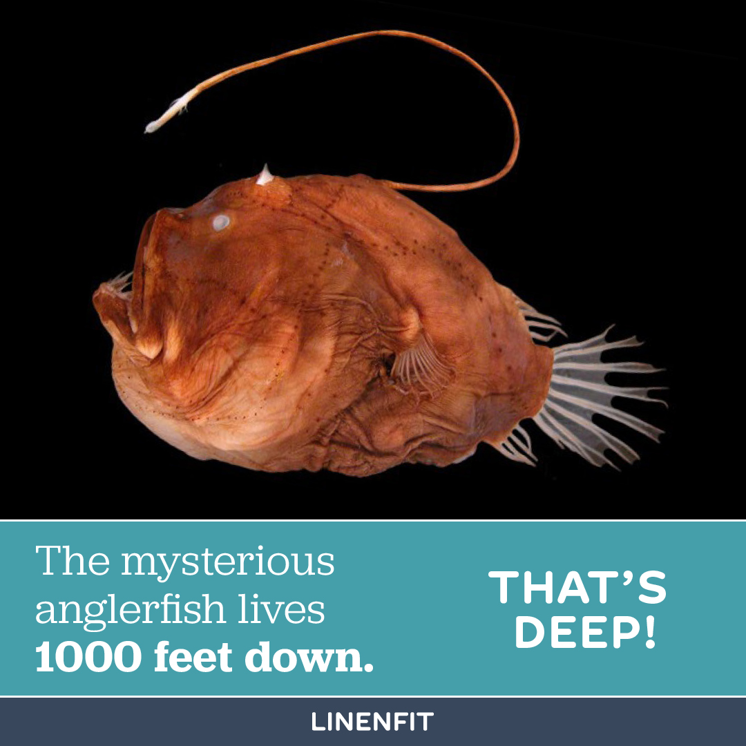 LinenFit's tweet image. Share your 1000 #trivia in the comments and use code LUXURY10 to #save 10% at checkout! #linenfit