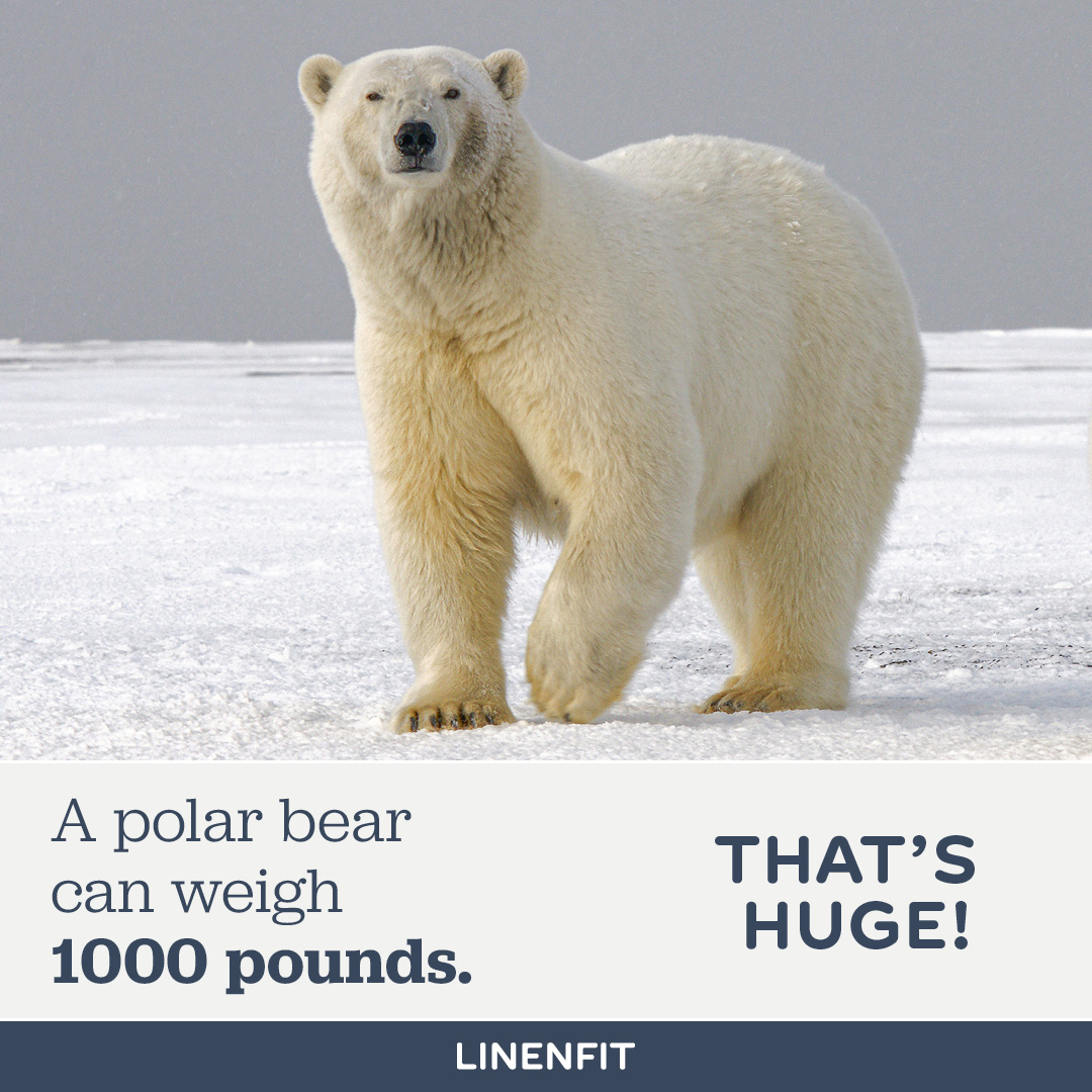 LinenFit's tweet image. Share your 1000 #trivia in the comments and use code LUXURY10 to #save 10% at checkout! #linenfit