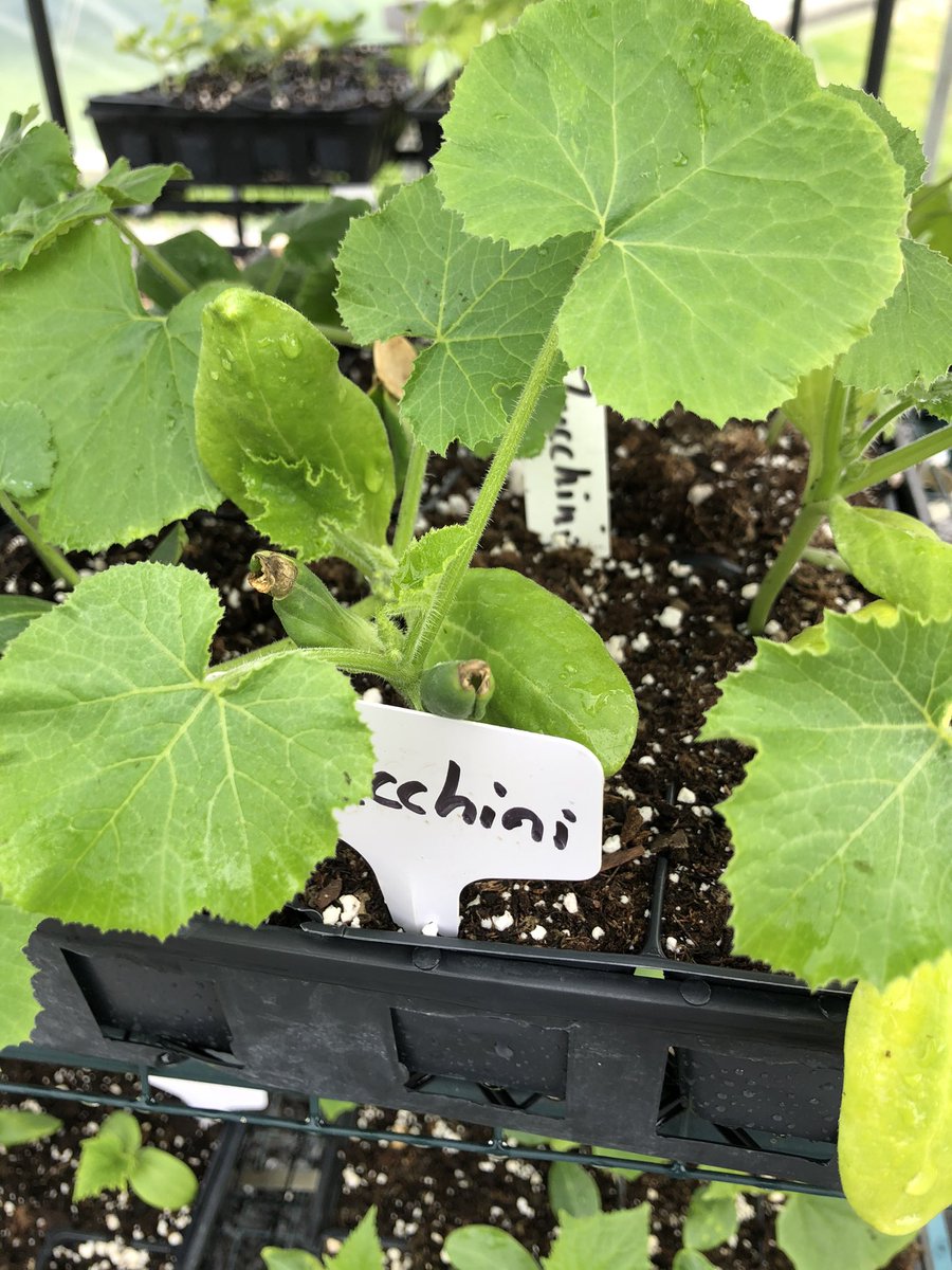 seedz4needz's tweet photo. STARTING TOMORROW Tue May18th we will have plants available on the tables outside the greenhouse. Please help yourself and any donations can be placed inside the donation box on the table. The greenhouse will not be open at this time, please just help yourself from outside tables https://t.co/4f8e5Vx3b1