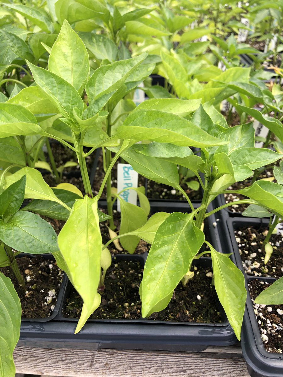 seedz4needz's tweet photo. STARTING TOMORROW Tue May18th we will have plants available on the tables outside the greenhouse. Please help yourself and any donations can be placed inside the donation box on the table. The greenhouse will not be open at this time, please just help yourself from outside tables https://t.co/4f8e5Vx3b1