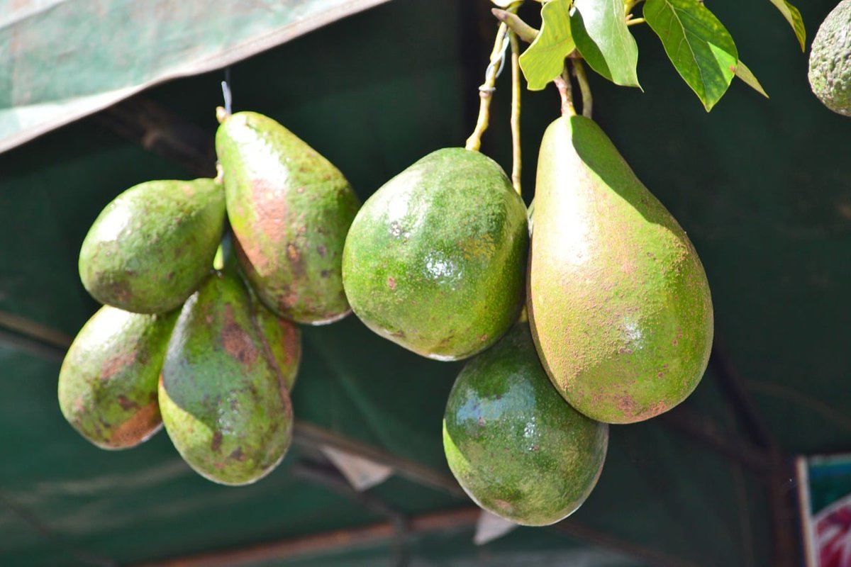 MDRyTOficial's tweet photo. #GestiondeGobierno | La "Feria de la Promoción y Sensibilización del Consumo de la Fruta Boliviana" contó con variedades de primera calidad, @IPDSA_Bolivia llevó adelante el evento con la participación de productores y productoras de varias zonas del país

#VamosASalirAdelante https://t.co/zDlrXlNZkY