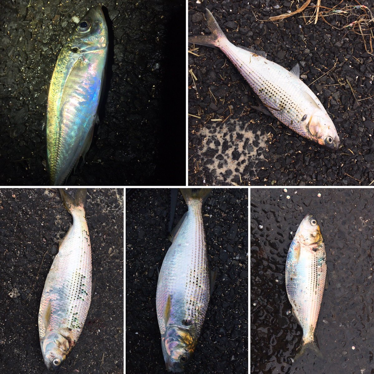 キム夫 今週の釣果 久しぶりの若洲海浜公園 深夜から朝にかけて弱雨 強風で釣りどころじゃなかったんですが 何とか足元サビキで アジ 1 コノシロ 4を釣り上げました アオイソメには反応ありませんでした つり 若洲海浜公園