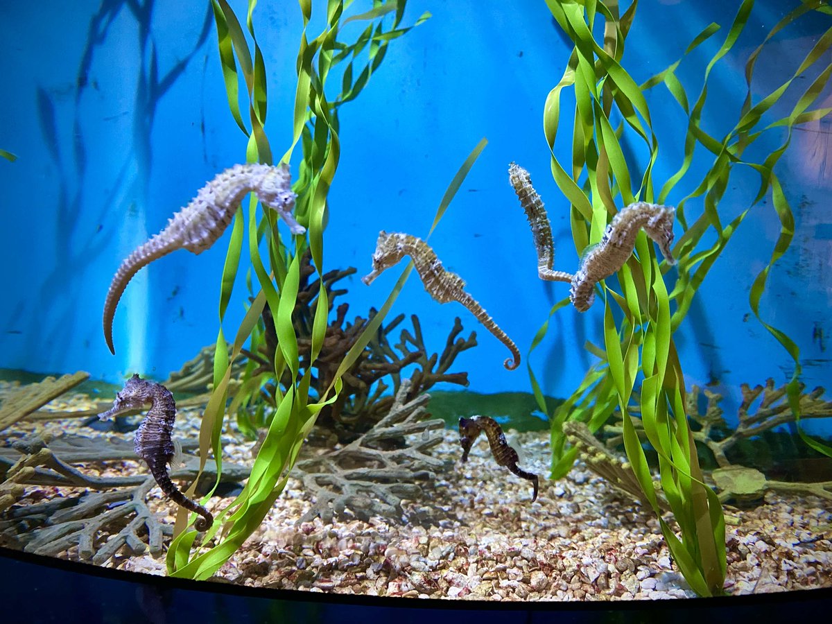 Our seahorse tank hopes you have a FIN-tastic week and hope to see you at the aquarium soon! #seahorse