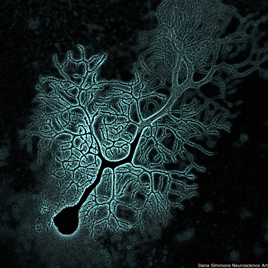 This un-earthly looking thing is a real brain cell. A Purkinje cell, to be specific. With manipulated color, of course. But this shape, it reminds me of some sort of sea creature. What do you think?⁠ #sciart #brainart