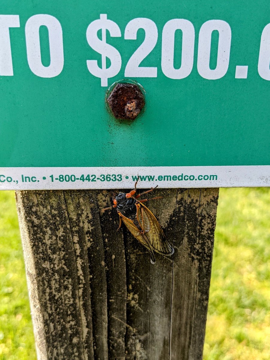 Lots of cicadas out in Reston this morning. <a href="/capitalweather/">Capital Weather Gang</a> <a href="/RestonNow/">Reston Now</a>