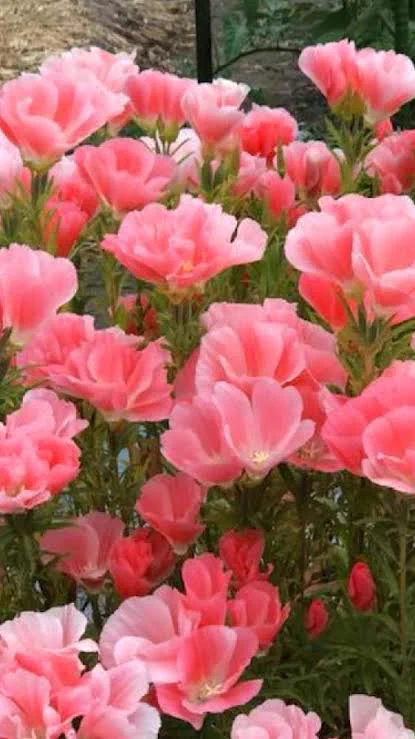 @Iam_no_thinking はじめて見た! 