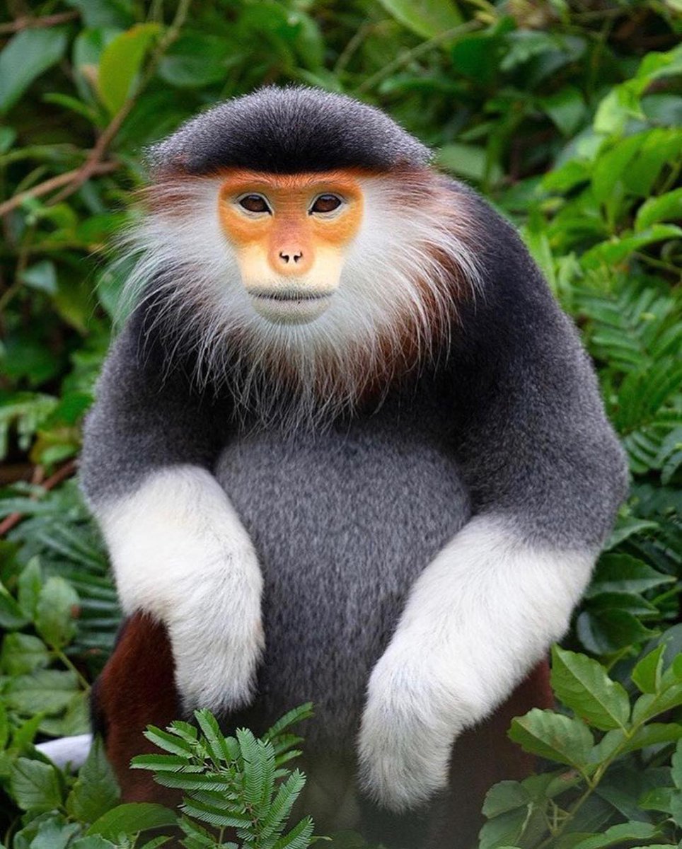 ononnatgeo's tweet photo. Vietnam'da görüntülenen Kızıl Langur ve onun güzel kürkü https://t.co/4Xc4NZw9yT