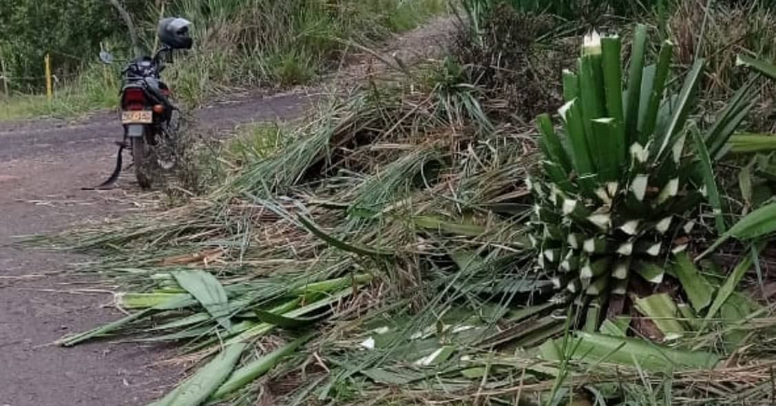 calioknoticias's tweet photo. SE NECESITA AUTORIDADES AMBIENTALES ❗

Las imágenes de la inconciente deforestación masiva por invasión en una zona forestal, cuando no son los incendios el más peligroso es el ser humano. SOS MONTEBELLO-GOLONDRINAS😕🆗 https://t.co/d9ECYmA3yz