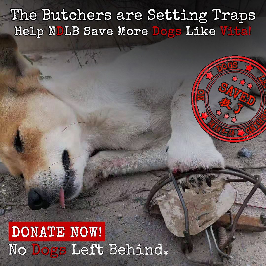 The butchers are setting up traps for #dogs in advance of Yulin. Vita, her name means “hope for life,” is one of the lucky ones. She now has hope after rescue by NDLB team member Sammy. 

Help us #savemorelives! Please #DonateNOW at nodogsleftbehind.com/donate