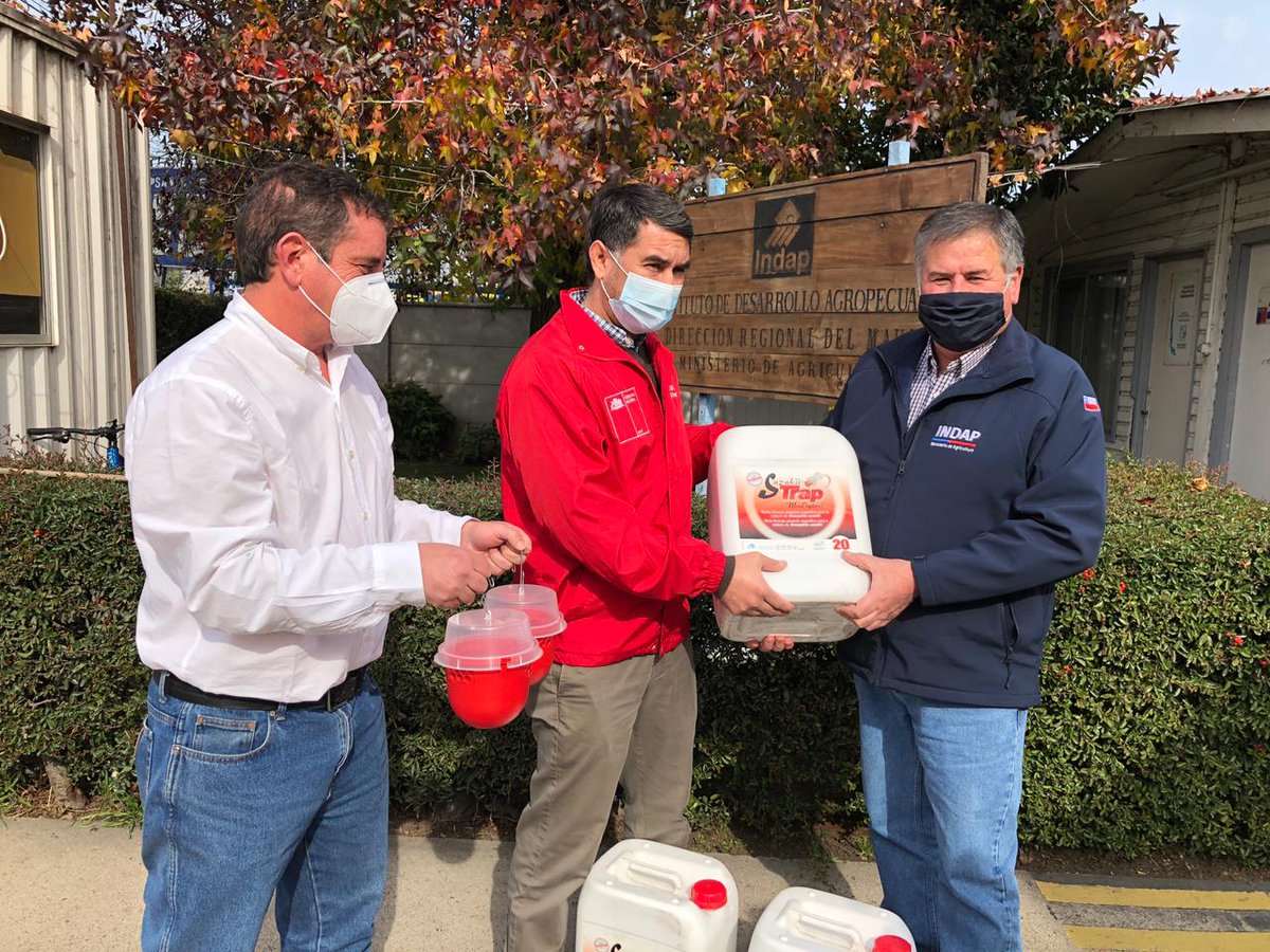 Sigue trabajo para controlar plaga de mosca #Dsuzukii en el #Maule. HOY Seremi <a href="/MinagriMaule/">Minagri Maule</a> acompañó a DR <a href="/sagchile/">SAG</a> y DR <a href="/INDAP_Chile/">INDAP_Chile</a>  en entrega de 400 lts de atrayente para usar en trampas de detección que se están distribuyendo en las comunas a través de la red de alerta.