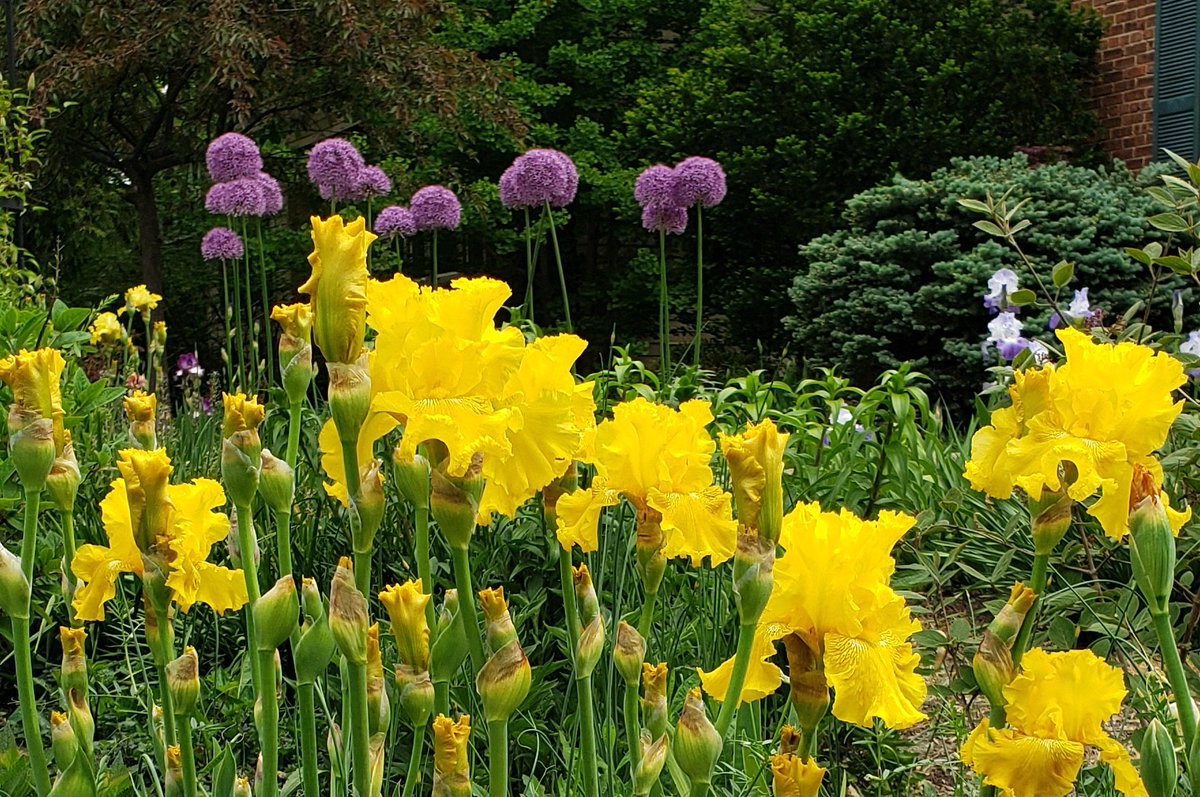 NO SUN? NO MATTER, if Reblooming TB Iris 'Spirit of Memphis' (Dr. Lloyd Zurbrigg, 1977) is around.🌞 Deepest yellow & nicest form of yellow rebloomers I grow, but rebloom is just too late for Zone 5 Chicagoland, few Autumn stalks it's attempted have frozen out in bud.🥶 Iridaceae