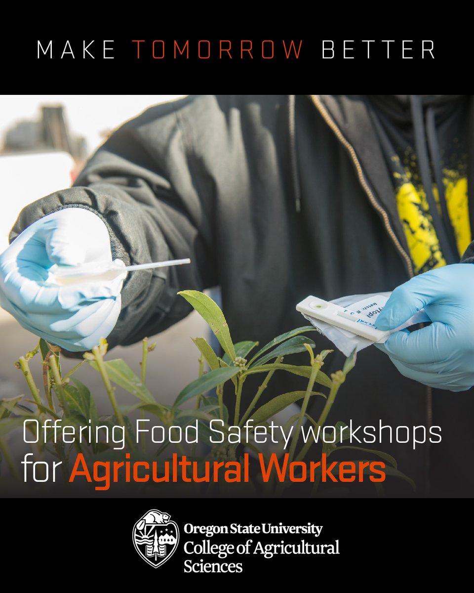 OSUAgSci's tweet image. #TraintheTrainers workshops keep agricultural works on track with food safety (even during the pandemic!) Some trainers can teach more than 1000 workers during harvest!

@OregonStateGR @BeaverCaucus @ORagriculture #OSUImpact 
For more 👉 beav.es/3xF