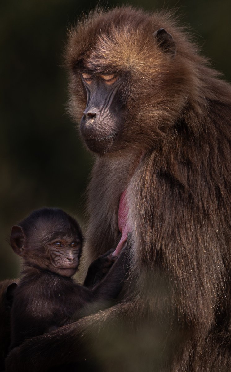 Anibal_Bueno_'s tweet image. Los babuinos gelada son una especie de primate terrestre, que pasa el tiempo alimentándose en las praderas, de los arbustos, hierbas y raíces que hay sobre el suelo.

🔽🔽🔽🔽
