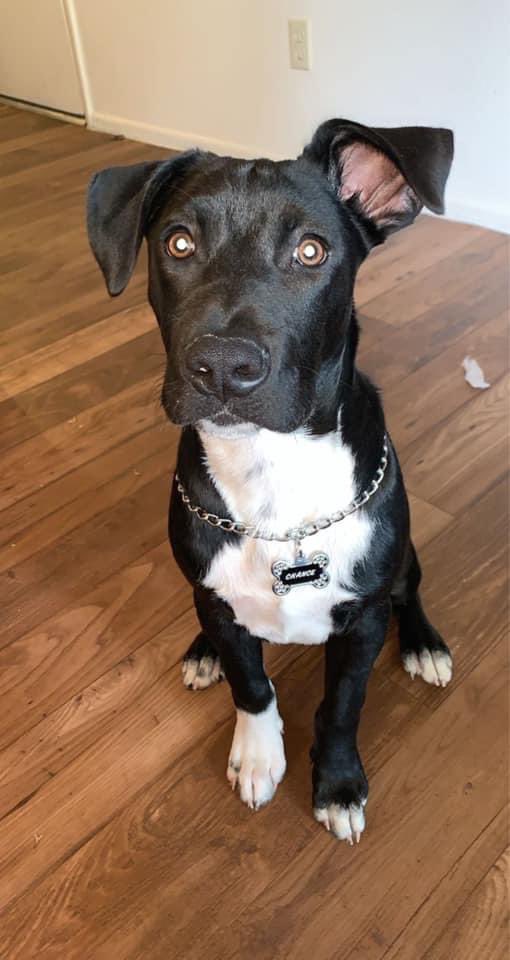 kaaydee21's tweet photo. My sisters dog Chance ran away last night around the 12th and Ajo area. Please let me or @Idalisstar @MagicGalindo know if you’ve seen him!! @whatsuptucson !!! https://t.co/rFEpy1RJ1r