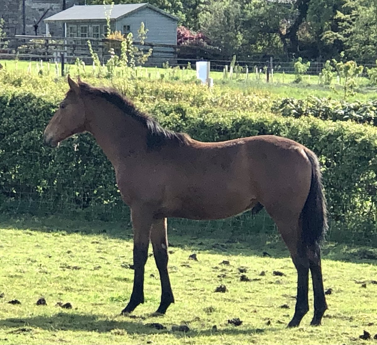 tarnbrookstud's tweet image. Jasper - yearling colt (Pethers Moon x ForBetterOrWorse x Court Cave) @YortonFarm Prepping for @GoffsUK NH Yearling sales