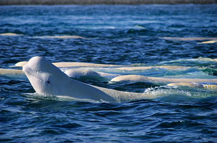 Felix Zareie-Vaux (@felixvaux) on Twitter photo Also really excited that our paper is published in the same issue as my <a href="/HatfieldMSC/">OSU Hatfield</a> office mate @ekbors's awesome research:
An epigenetic clock to estimate the age of living beluga whales
doi.org/10.1111/eva.13ā¦
#hatfieldspecialissue Also really excited that our paper is published in the same issue as my <a href="/HatfieldMSC/">OSU Hatfield</a> office mate @ekbors's awesome research:
An epigenetic clock to estimate the age of living beluga whales
doi.org/10.1111/eva.13ā¦
#hatfieldspecialissue