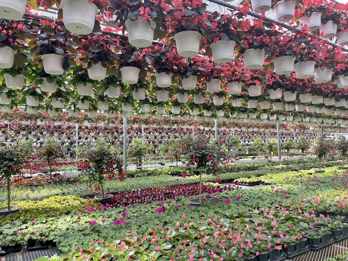 ValleyviewG1970's tweet image. In the craziness that is this gardening season please know we are putting out fresh product as quickly as we can. What an incredible start to the gardening season 🌸 #letsgetgrowing #springinfullswing #gardening #gardencentre