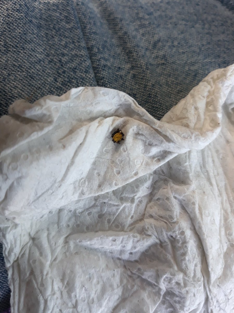 salukmon's tweet photo. @Arachno_Cosas ¡Buenas tardes amigo, ¿me puedes orientar acerca de esta araña?, me parecio curioso el color amarillo que lleva. https://t.co/6a2FuL5eZD
