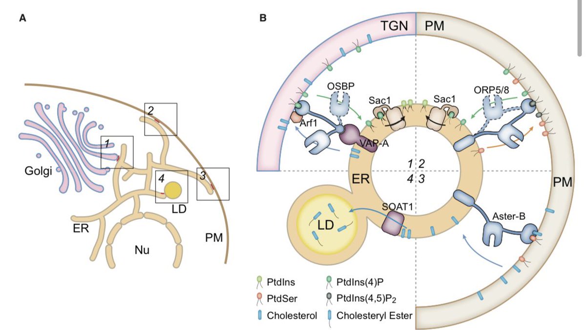 Delighted to share our mini review by Prof. Ikonen and me <a href="/IkonenLab/">IkonenLab</a> on intracellular cholesterol flow between membranes. The mesmerizing lipid cholesterol is so well known, but its behavior still remains largely unknown. <a href="/Dev_Cell/">Developmental Cell</a>. authors.elsevier.com/c/1d4xe5Sx5gmI…
