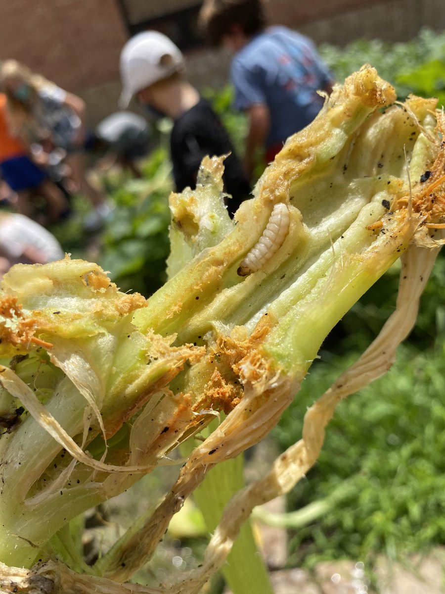 readygrowgarden's tweet photo. Squash vine borer larva mean we wonโt be harvesting any pumpkins. But thatโs ok because they made a super fun garden/science lesson! #knowwheretolook #Squash #gardenclassroom #learninggarden @OakForestES #Science #larva @HoustonISD https://t.co/BcFeOx2crX