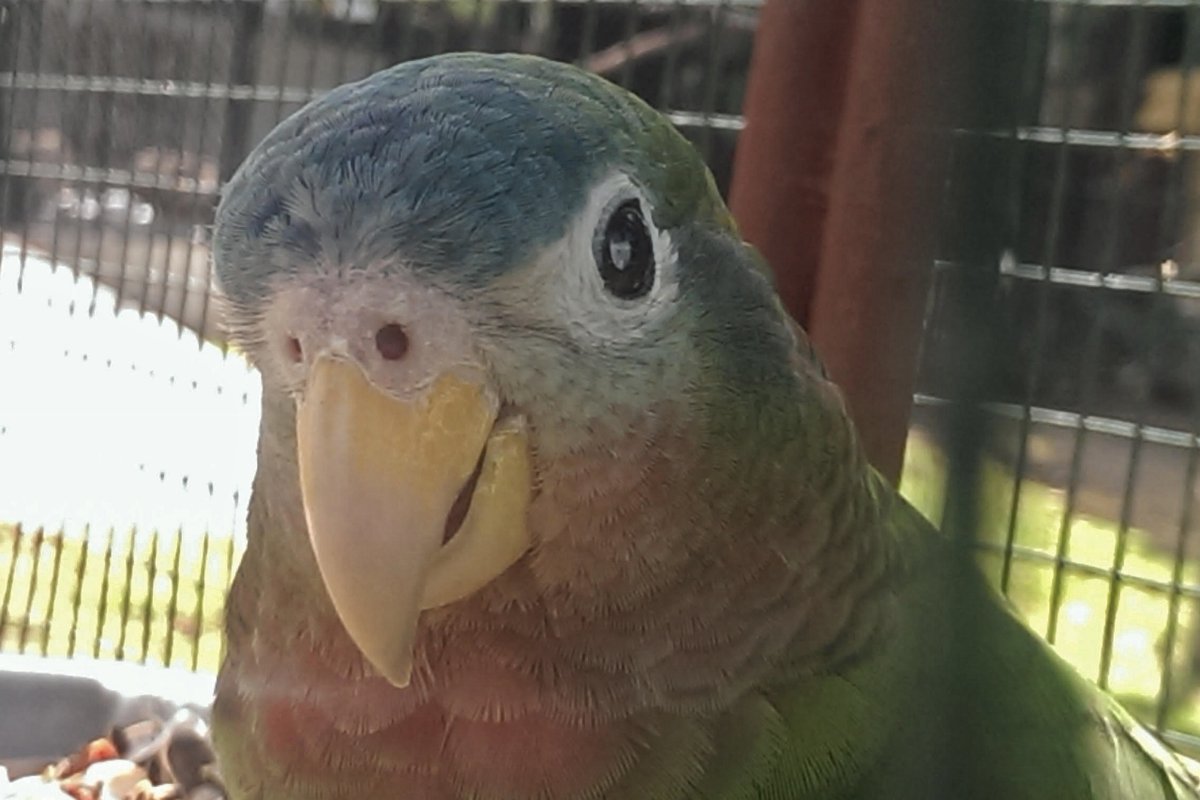 Local Researchers use Genetics to Help Threatened Amazon Parrots
SEE MORE: rochestermedia.com/local-research…

#RochMedia #Parrots #ThisIsOU #AmazonParrots <a href="/oaklandu/">Oakland University</a>