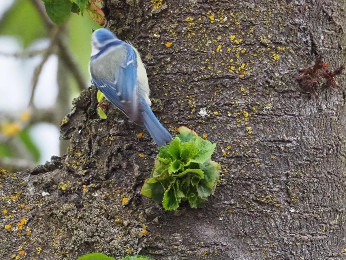 Que bonica que és!! Quins colors!!
Mallerenga blava
<a href="/birdcatalunya/">Birding Catalunya</a>